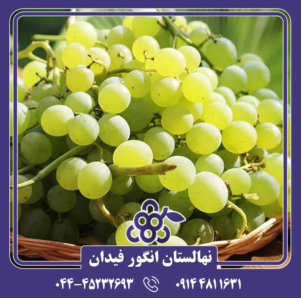 نهال انگور شوگر وان - Image 4