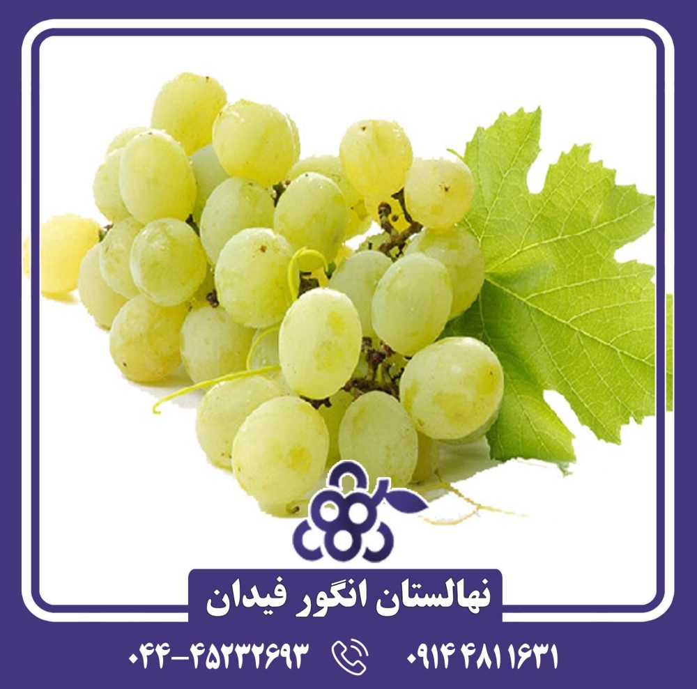 نهال انگور شوگر وان