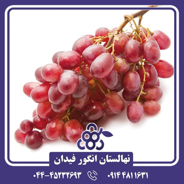 نهال انگور کریمسون سیدلس بدون دانه، دیررس و بسیار خوش‌رنگ