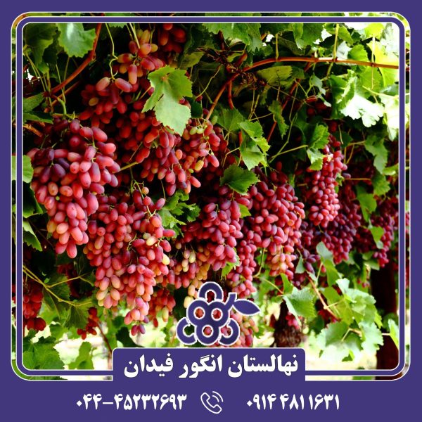 نهال انگور کریمسون سیدلس بدون دانه، دیررس و بسیار خوش‌رنگ