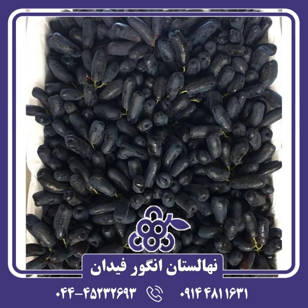 نهال انگور سوییت شاپر (Sweet Sapphire) با رشد سالم در نهالستان فیدان