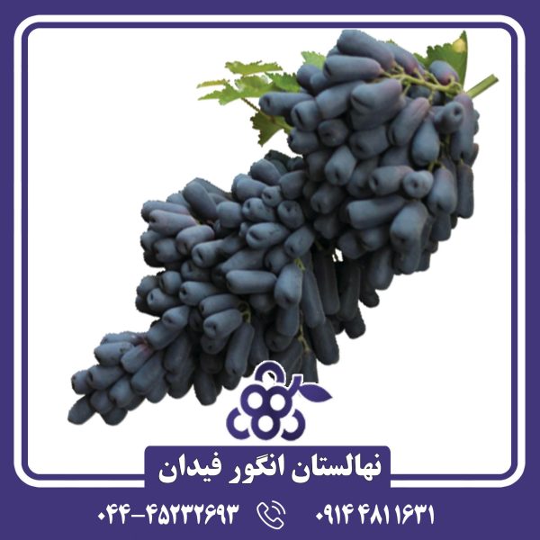 نهال انگور سوییت شاپر (Sweet Sapphire) با رشد سالم در نهالستان فیدان