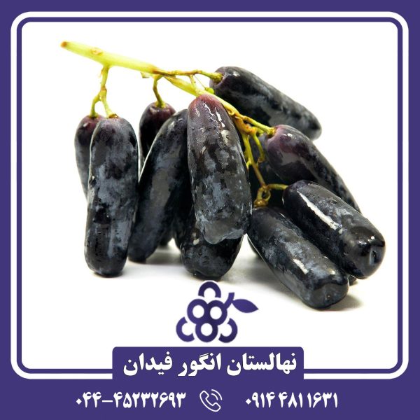 نهال انگور قطره ماه با باردهی بالا و میوه‌های شیرین و خوشمزه
