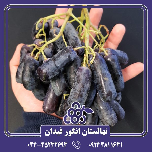 نهال انگور قطره ماه با باردهی بالا و میوه‌های شیرین و خوشمزه