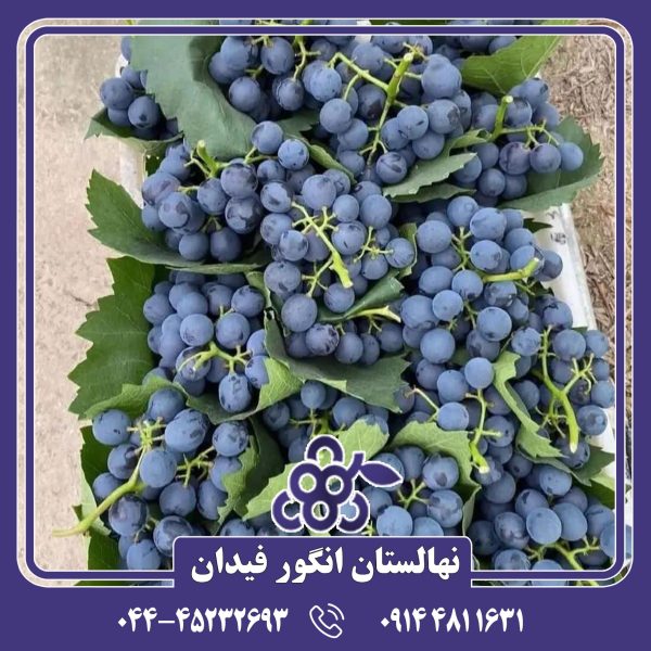نهال انگور مویز سیاه بی‌دانه مناسب تولید مویز صادراتی