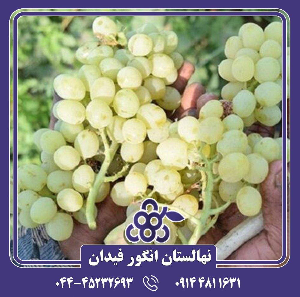 نهال انگور مثقالی با باردهی بالا و میوههای شیرین و خوشطعم