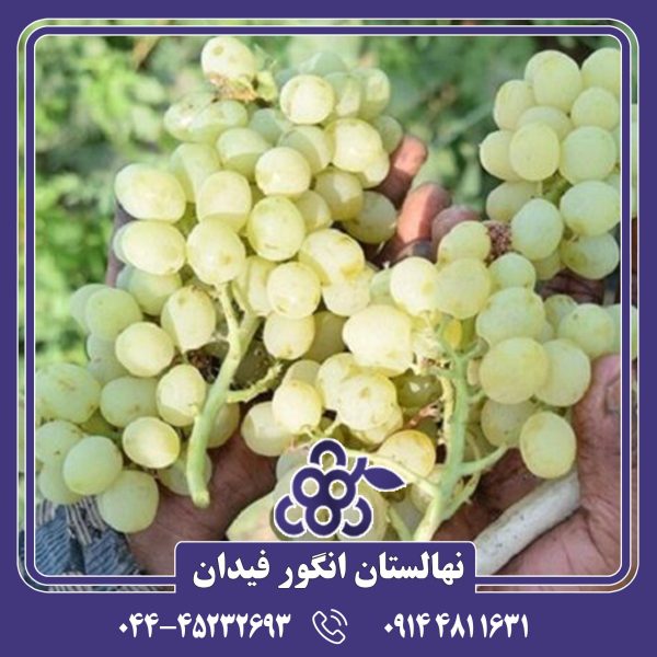 نهال انگور مثقالی با باردهی بالا و میوه‌های شیرین و خوش‌طعم