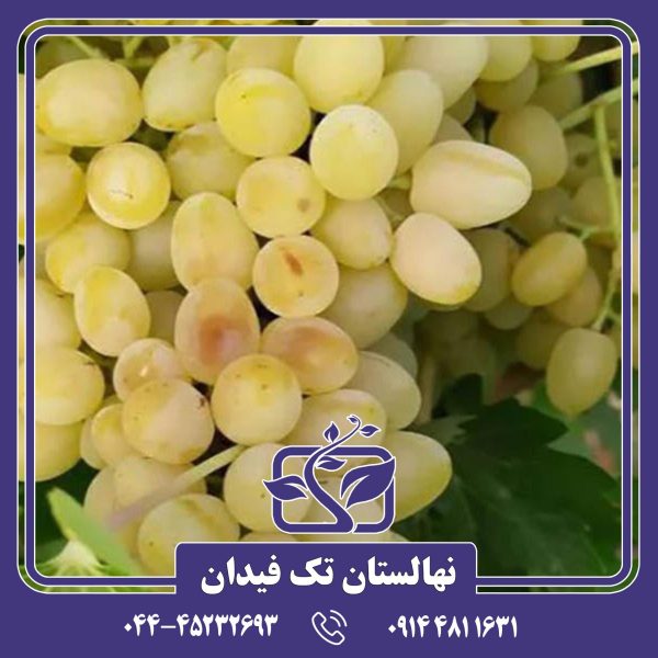 نهال انگور مهدیخانی با باردهی بالا و طعم ممتاز