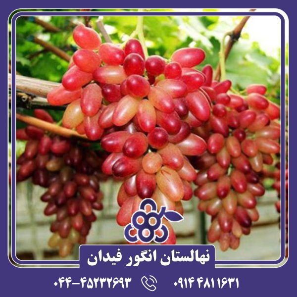 نهال انگور مکیاج با باردهی بالا و کیفیت عالی