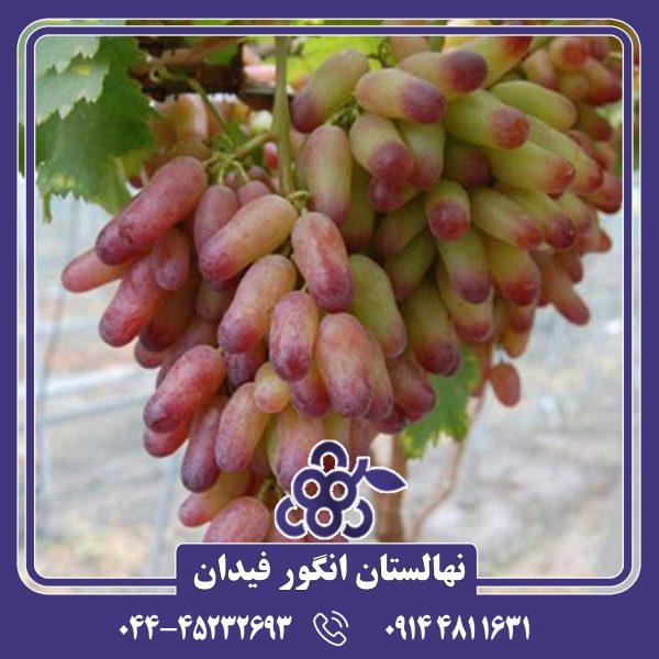 نهال انگور مکیاج با باردهی بالا و کیفیت عالی