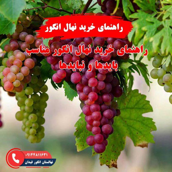 راهنمای خرید نهال انگور با نکات مهم برای انتخاب بهترین نهال