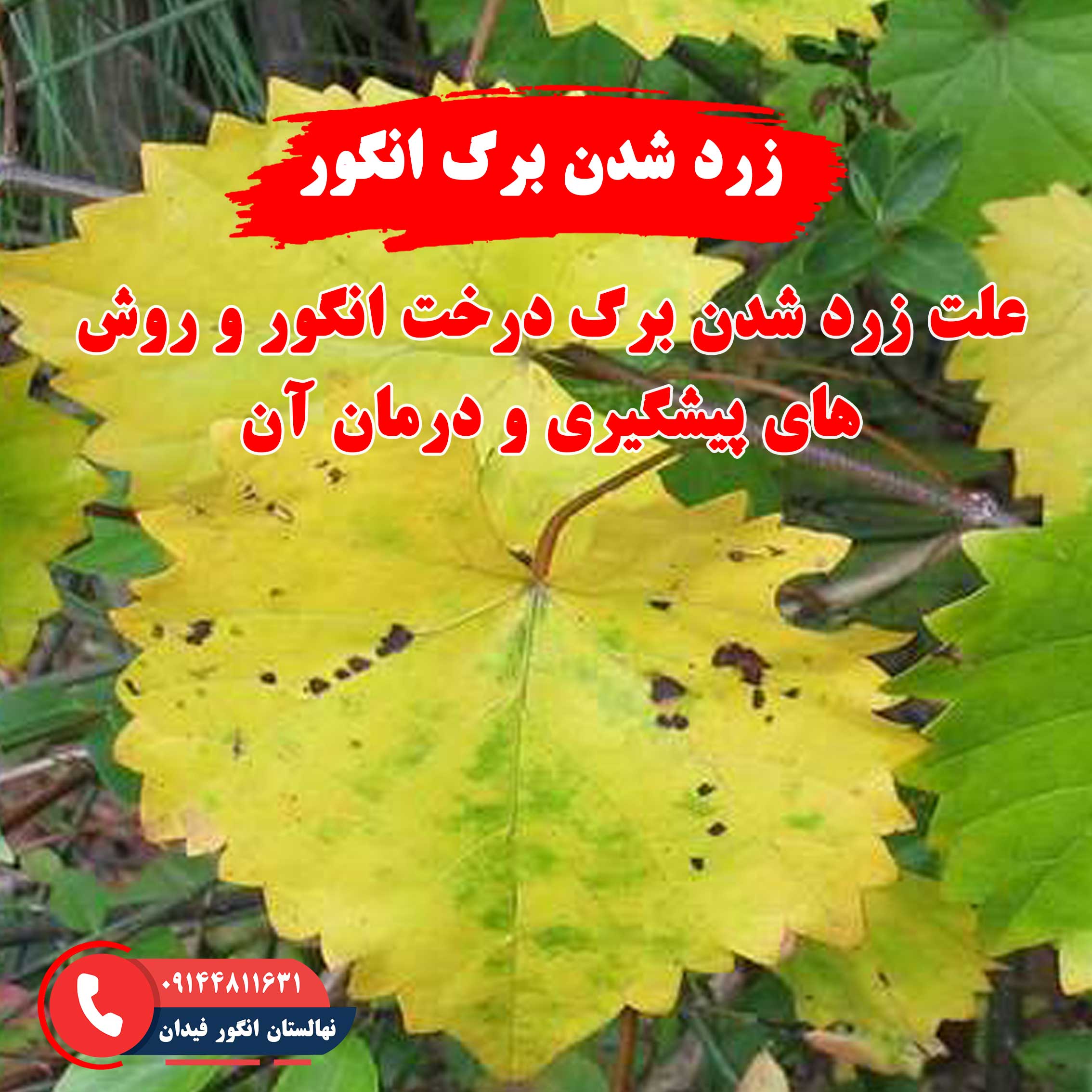 علت و درمان زرد شدن برگ درخت انگور برای حفظ سلامت و باردهی