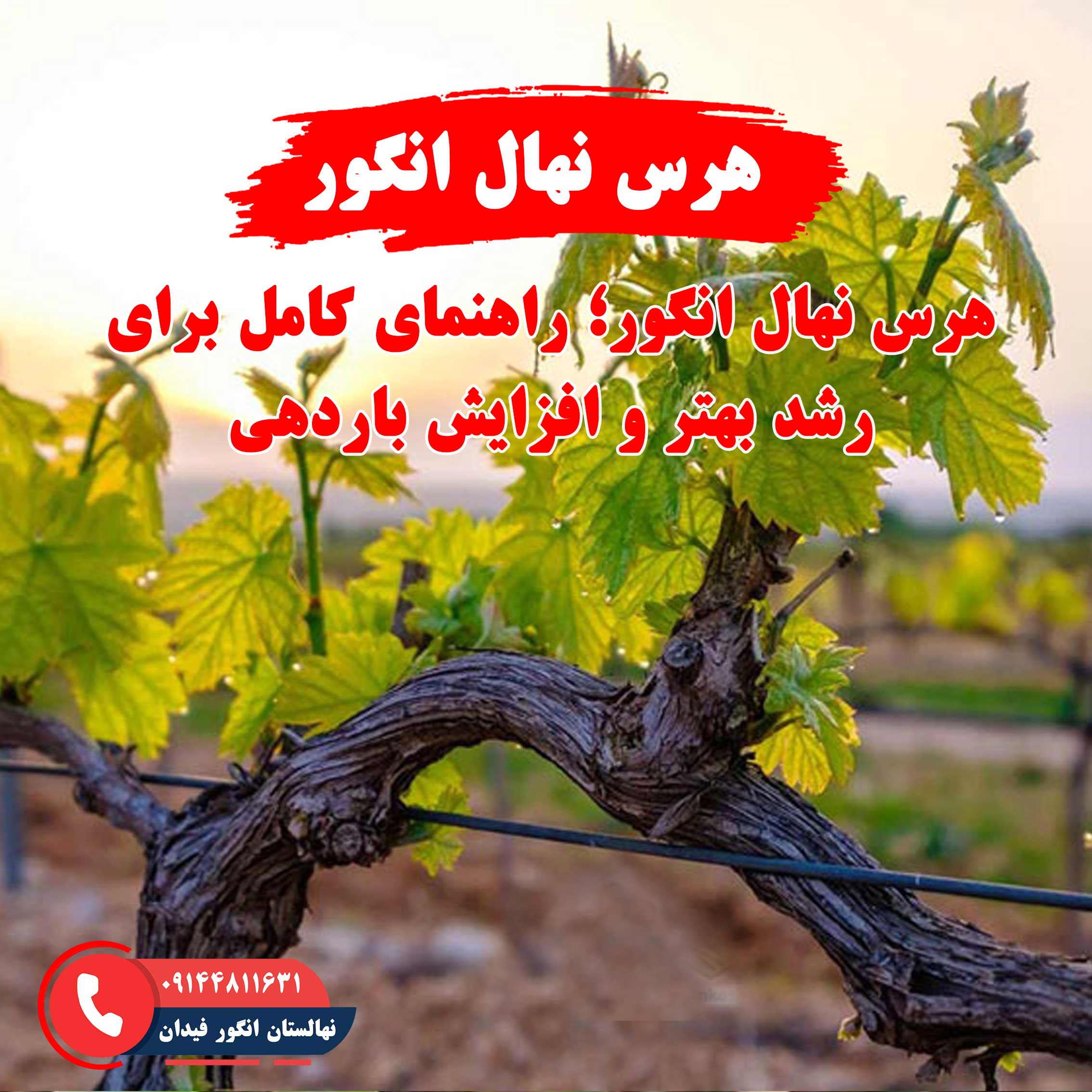 راهنمای هرس نهال انگور برای بهبود باردهی و کیفیت محصول