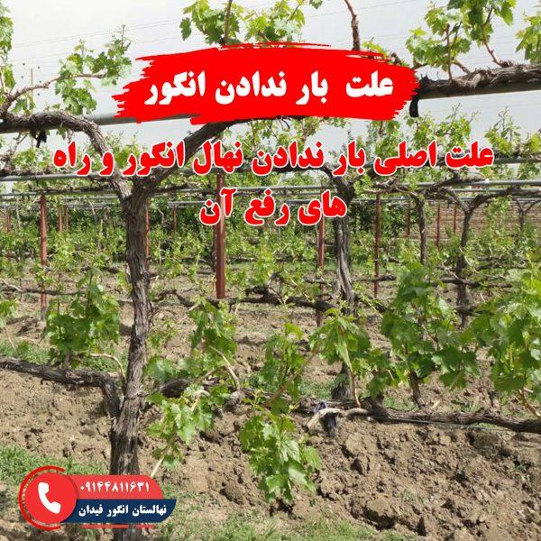 علت‌های بار ندادن نهال انگور و روش‌های رفع مشکل