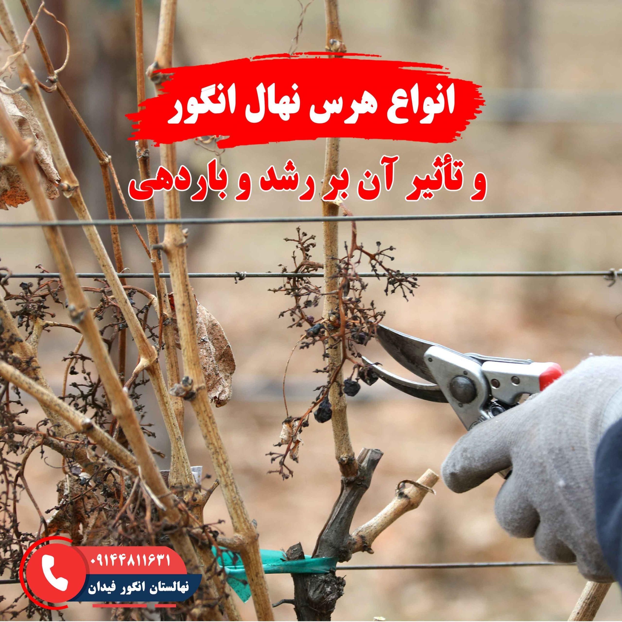 انواع هرس نهال انگور برای بهبود رشد و باردهی