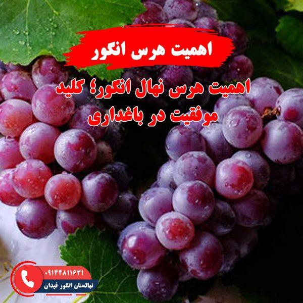 اهمیت هرس نهال انگور برای بهبود باردهی و سلامت درخت انگور