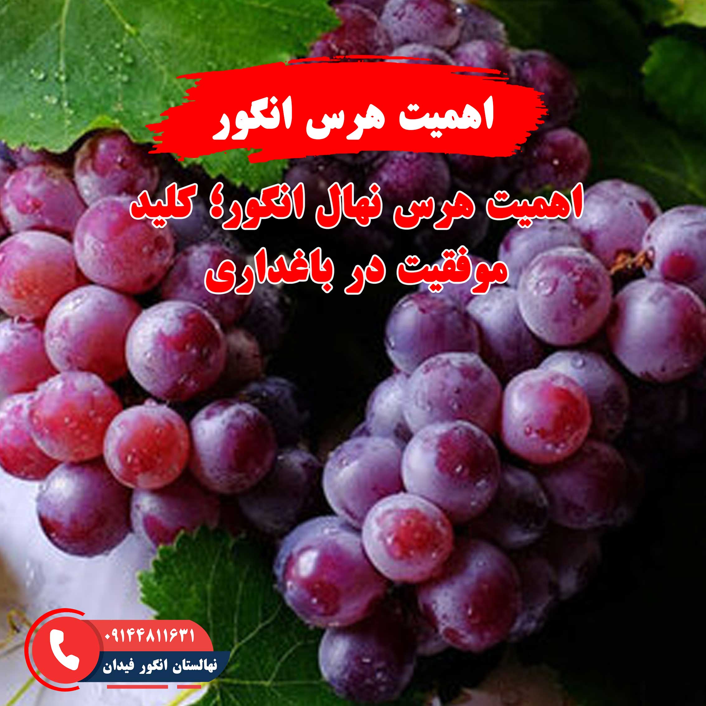 اهمیت هرس نهال انگور برای بهبود باردهی و سلامت درخت انگور