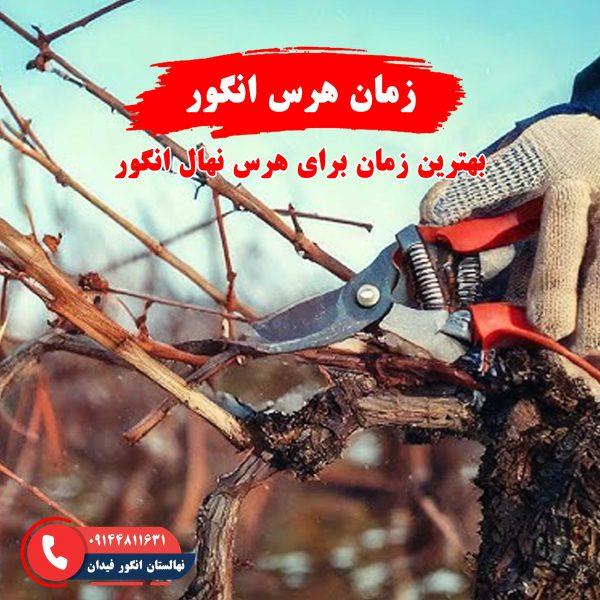 زمان مناسب هرس نهال انگور برای افزایش باردهی و سلامت گیاه