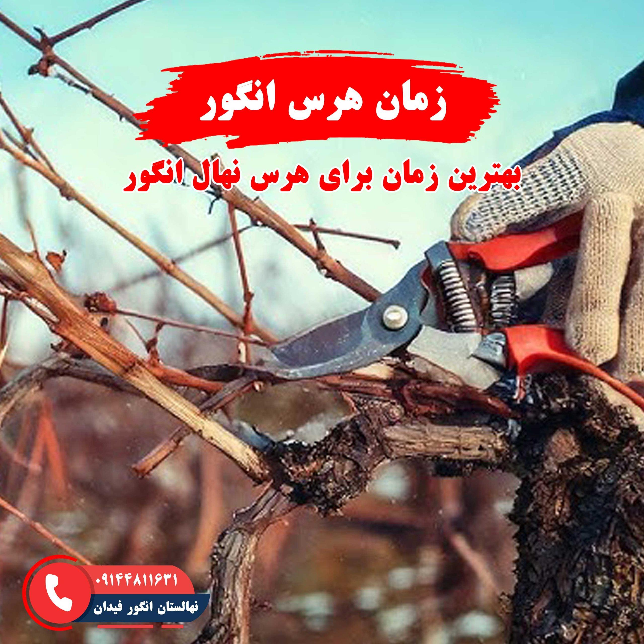 زمان مناسب هرس نهال انگور برای افزایش باردهی و سلامت گیاه