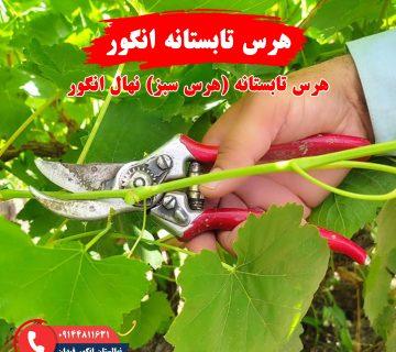 راهنمای هرس تابستانه انگور برای بهبود رشد و باردهی درخت انگور