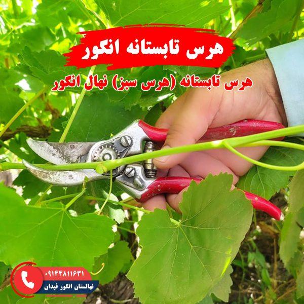 راهنمای هرس تابستانه انگور برای بهبود رشد و باردهی درخت انگور