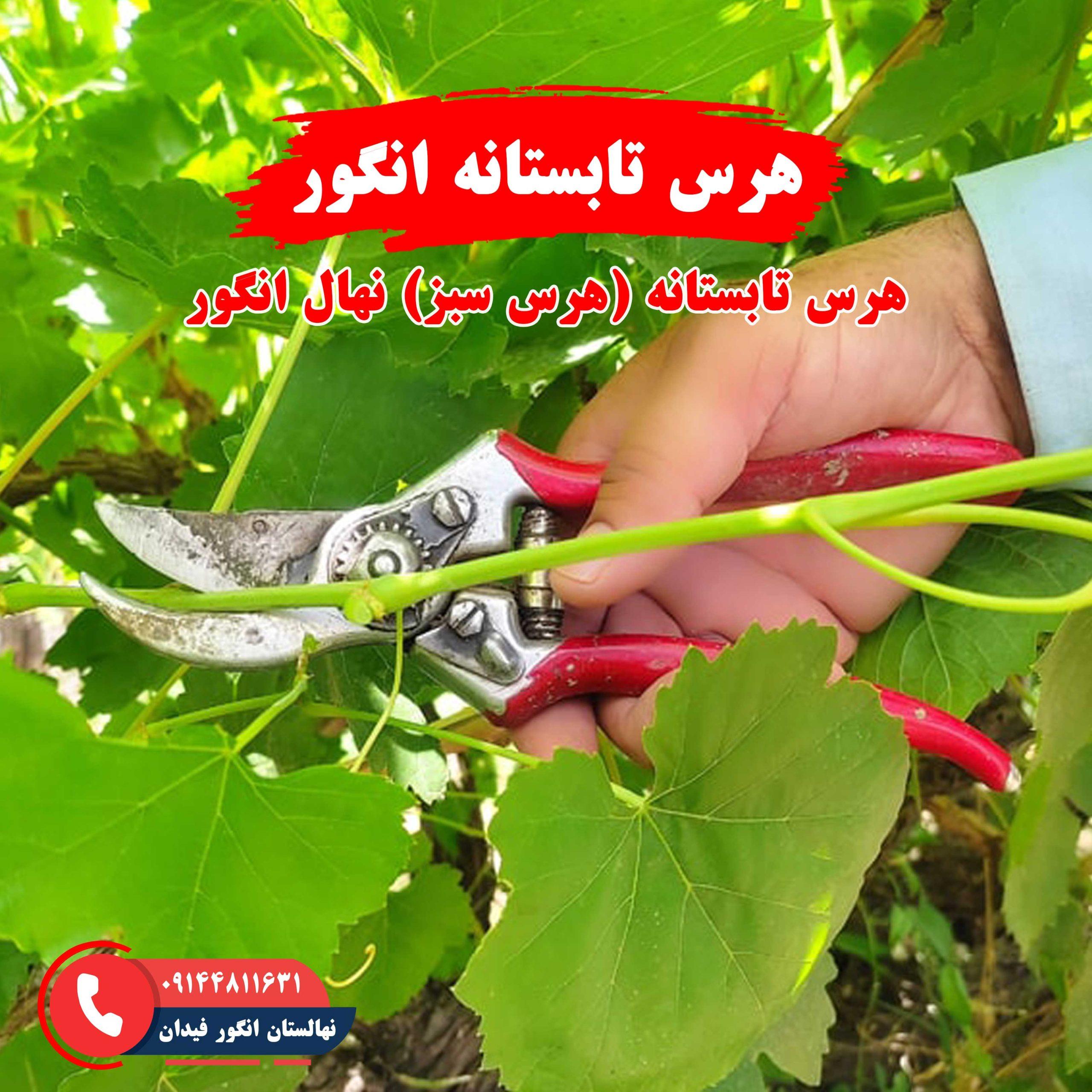 راهنمای هرس تابستانه انگور برای بهبود رشد و باردهی درخت انگور