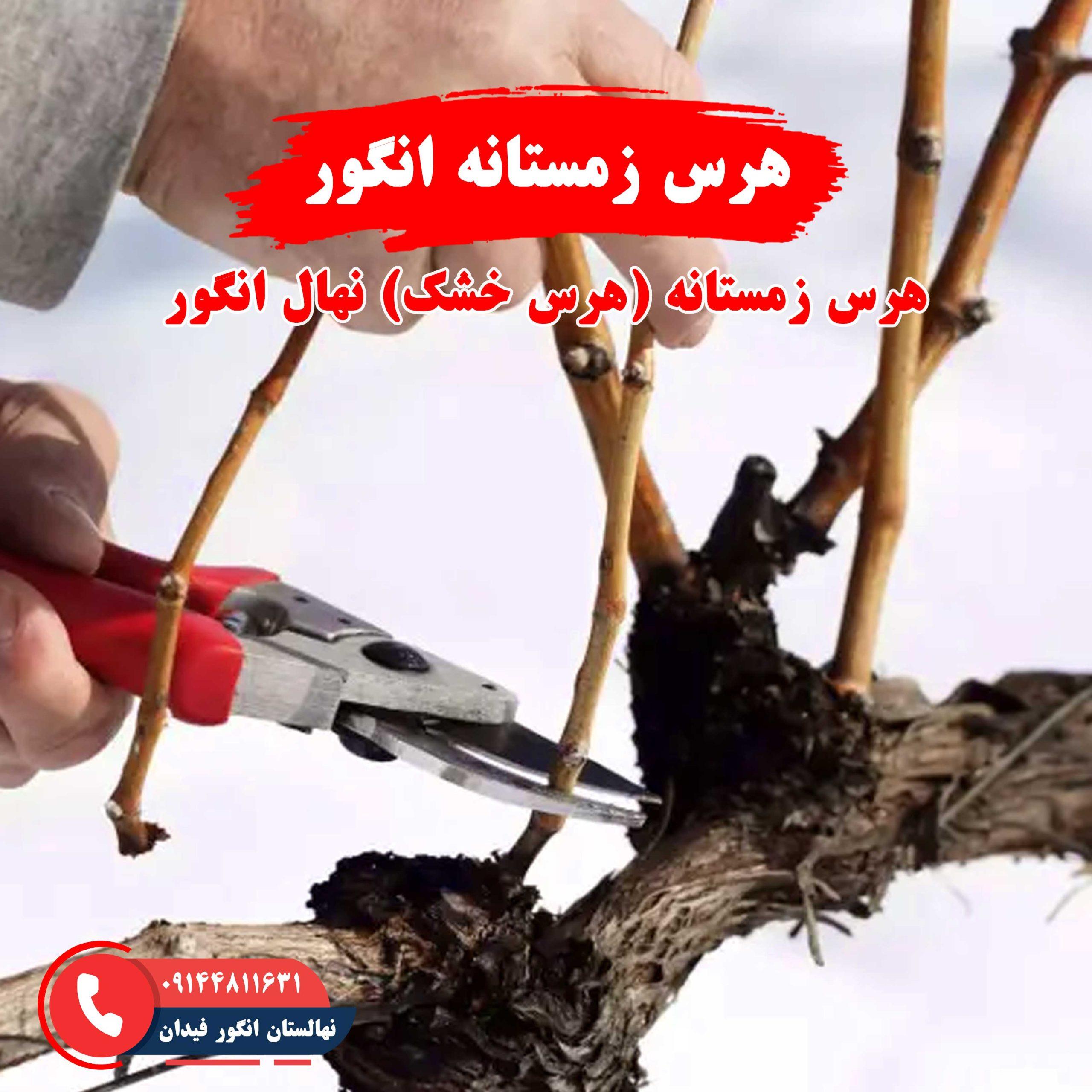 راهنمای هرس زمستانه انگور برای بهبود باردهی و سلامت درخت انگور