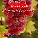نکات مهم پس از هرس انگور برای بهبود رشد و باردهی درخت انگور