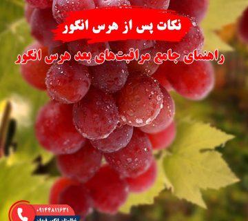 نکات مهم پس از هرس انگور برای بهبود رشد و باردهی درخت انگور