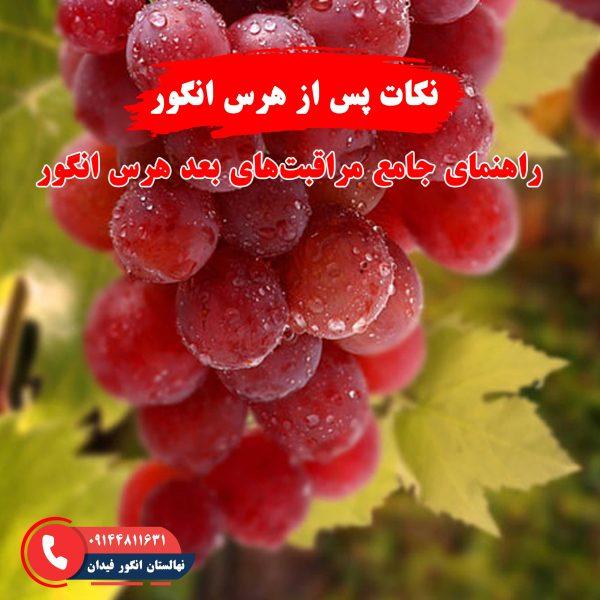 نکات مهم پس از هرس انگور برای بهبود رشد و باردهی درخت انگور