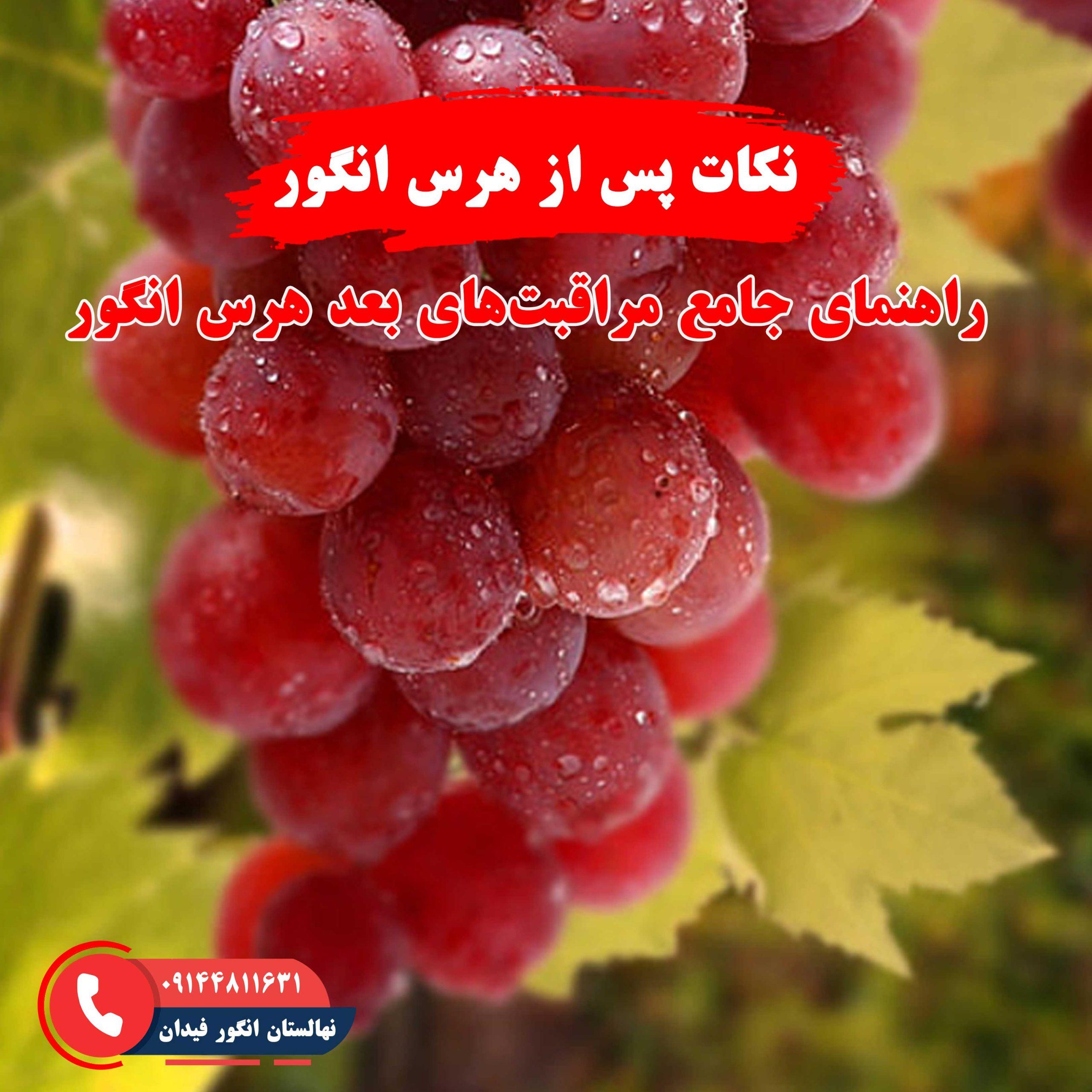 نکات مهم پس از هرس انگور برای بهبود رشد و باردهی درخت انگور