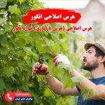 راهنمای هرس اصلاحی انگور برای بهبود ساختار و کیفیت باردهی درخت انگور