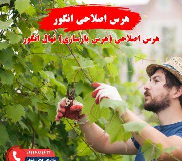 راهنمای هرس اصلاحی انگور برای بهبود ساختار و کیفیت باردهی درخت انگور
