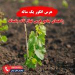 راهنمای هرس انگور یک ساله برای بهبود رشد و باردهی درخت انگور