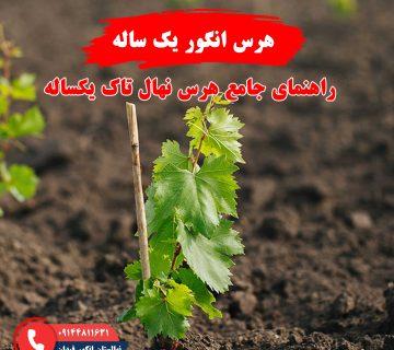 راهنمای هرس انگور یک ساله برای بهبود رشد و باردهی درخت انگور