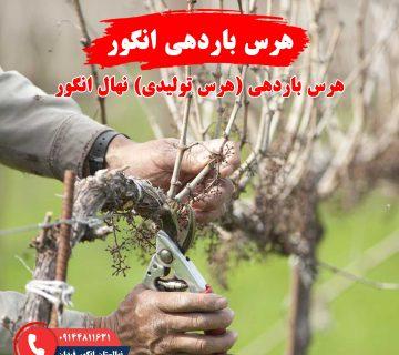 راهنمای هرس باردهی انگور برای افزایش عملکرد و کیفیت محصول