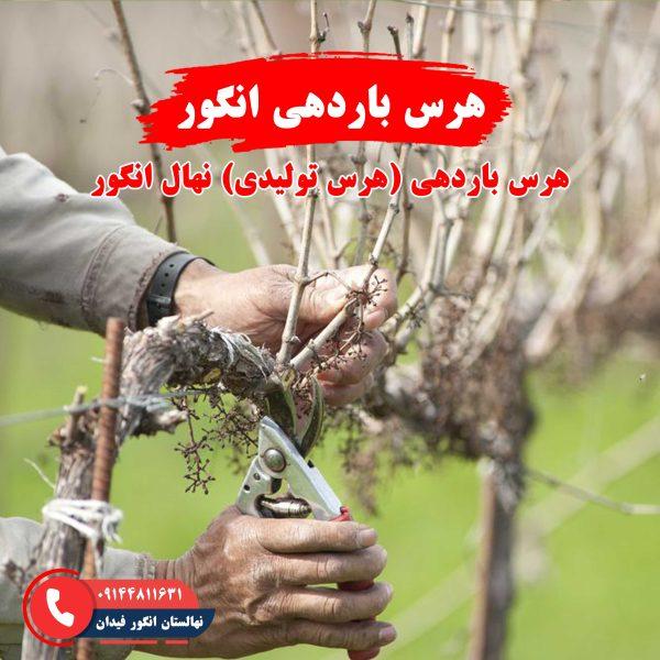 راهنمای هرس باردهی انگور برای افزایش عملکرد و کیفیت محصول