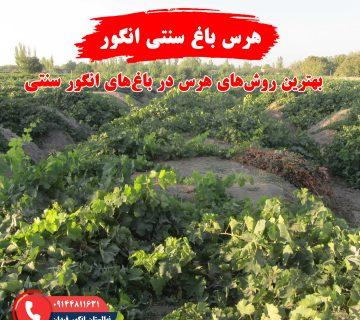 راهنمای هرس باغ انگور سنتی برای بهبود کیفیت محصول و سلامت درختان انگور
