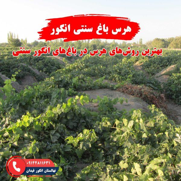 راهنمای هرس باغ انگور سنتی برای بهبود کیفیت محصول و سلامت درختان انگور