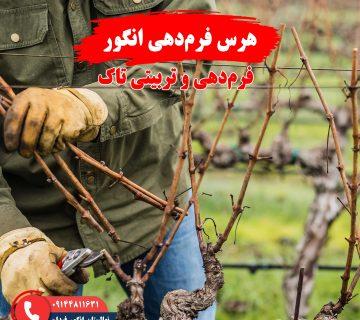 راهنمای هرس فرم‌دهی انگور برای ایجاد ساختار مناسب درخت و افزایش باردهی