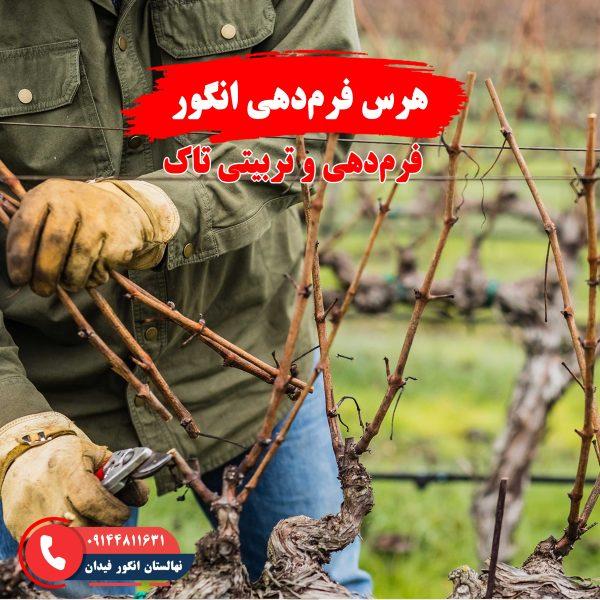 راهنمای هرس فرم‌دهی انگور برای ایجاد ساختار مناسب درخت و افزایش باردهی