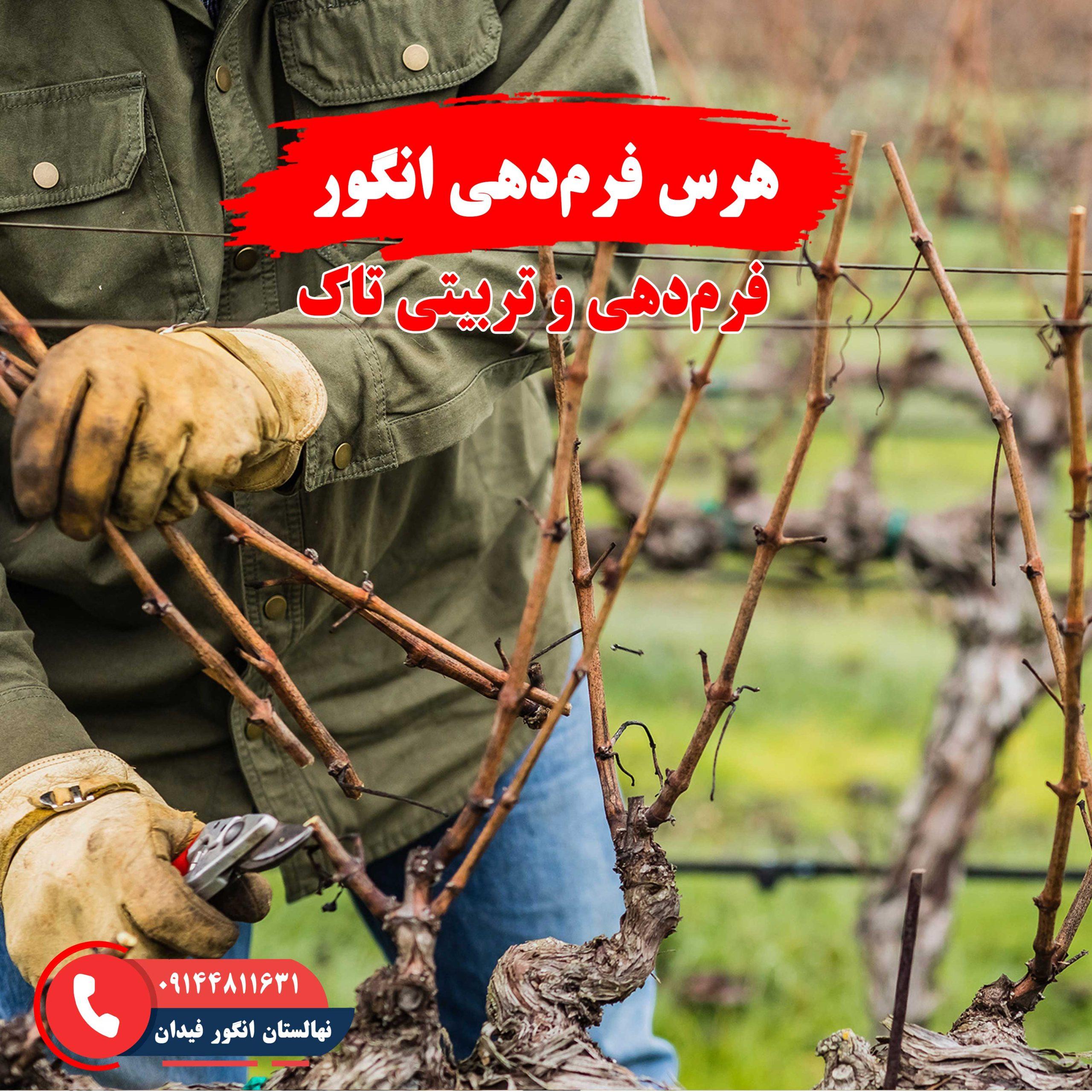 راهنمای هرس فرم‌دهی انگور برای ایجاد ساختار مناسب درخت و افزایش باردهی